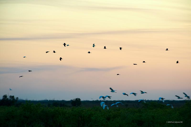 20090220_181523 D3 (1) P1 5100x3400 srgb.jpg - Loxahatchee National Wildlife Preserve